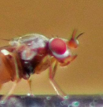 Elachiptera cornuta